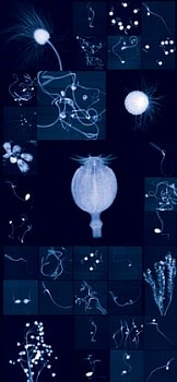 Work: Millennium Seed Bank Research Seedlings and Lochner-Stuppy Test Garden No.4