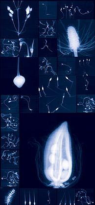 Dornith Doherty, Millennium Seed Bank Research Seedlings and Lochner-Stuppy Test Garden No.3, 2011
Digital Chromogenic Lenticular Photograph, Edition 2/3, 76 x 35 in. (193 x 88.9 cm)
bottom right
DDO-130