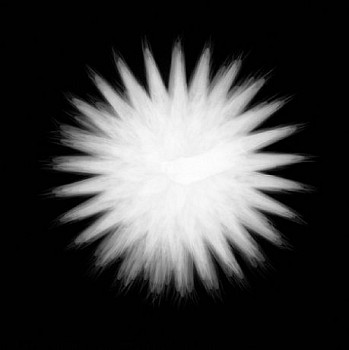 Work: Seed Head No.1