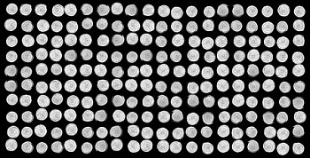 Work:&nbsp;Wollemi Pine Cross Sections