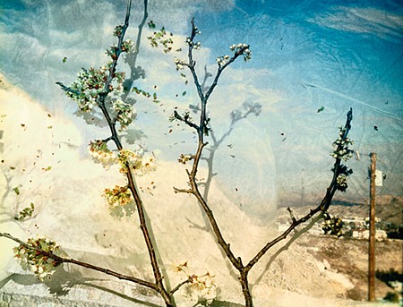 Dornith Doherty News: PRESS RELEASE: Dornith Doherty - Altered Terrain, December  1, 2007 - Holly Johnson Gallery