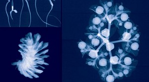 Dornith Doherty News: REVIEW: Dornith Doherty in The Sydney Morning Herald, March 20, 2017 - Peter Haynes