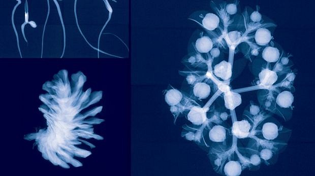 Dornith Doherty News: REVIEW: Dornith Doherty in The Sydney Morning Herald, March 20, 2017 - Peter Haynes