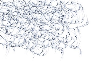 Dornith Doherty News: ARTICLE: Dornith Doherty in AtlasObscura, February 11, 2020 - Jessica Leigh Hester