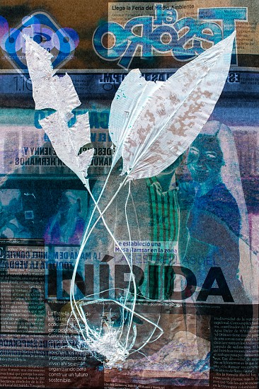 Dornith Doherty, Elaphoglossum papillosum / Establishing Wetlands in InÁ­rida, 2023
Archival Pigment Print, Edition of 3, 36 x 24 in.
DDO-264